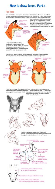 the instructions for how to draw foxes