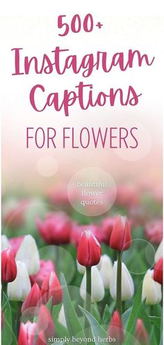 the cover of 500 + instagramn captions for flowers