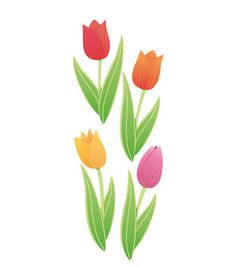 four colorful tulips on a white background with green stems and red ones in the middle