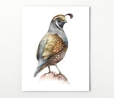 a watercolor painting of a quail perched on a rock with its beak open