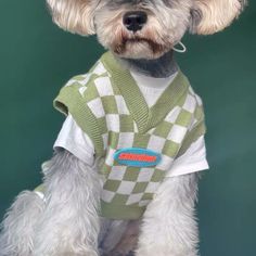 a small dog wearing a green and white shirt with a blue tag on it's chest