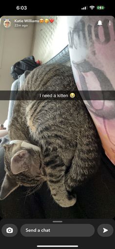 a cat laying on top of someone's lap with the caption i need a kitten