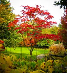 the trees in the park are red and green