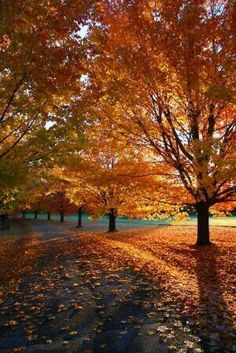 an autumn scene with trees and leaves on the ground