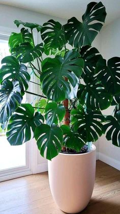 a potted plant with large green leaves on the floor in front of a window