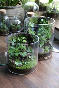 three glass vases filled with plants sitting on top of a wooden table covered in dirt