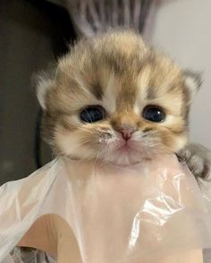 a small kitten with blue eyes sitting on top of a plastic bag and looking at the camera