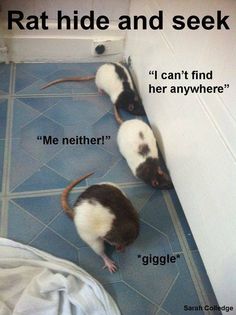 two mice are standing next to each other on the floor with caption that reads, rat hide and seek can't find her anywhere