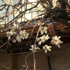 a tree with white flowers is in front of a building and has no leaves on it