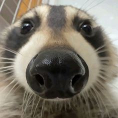 a close up of a raccoon's nose with it's tongue sticking out