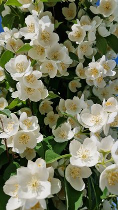 white flowers are blooming in the sun