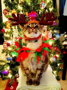 a cat sitting on top of a cake in front of a christmas tree with decorations