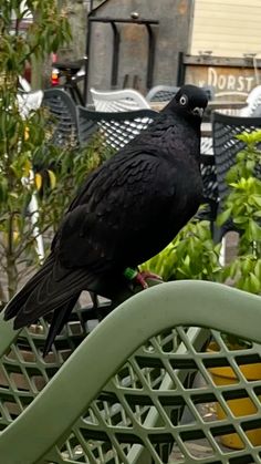 a black bird sitting on top of a green chair next to trees and chairs in the background