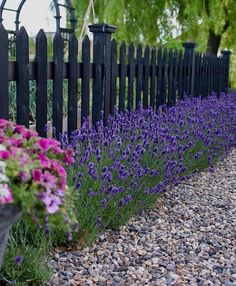 purple and white flowers line the side of a black fence