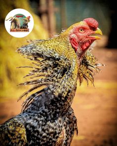 a close up of a rooster on a dirt ground