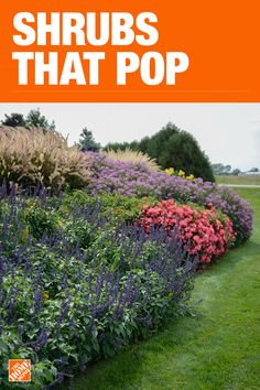 an orange sign that says shrubs that pop in front of a garden filled with flowers