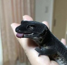 a small lizard is sitting on someone's hand with it's tongue out