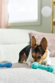 a small dog laying on top of a bed next to a blue toy and bone