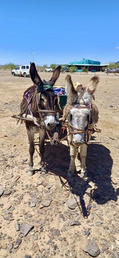 two donkeys are standing in the dirt