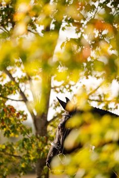 a brown horse standing next to a tree with leaves on it's branches in the foreground