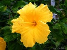 a yellow flower with green leaves in the background