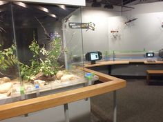 an aquarium filled with plants and rocks on top of a wooden table in a room