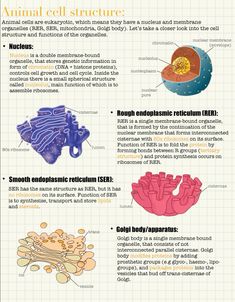 the anatomy of an animal's cell structure and its functions info sheet with text