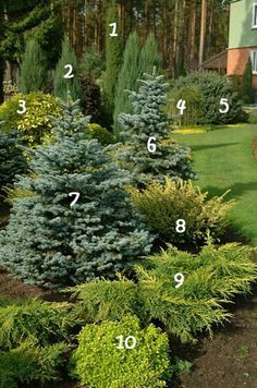 different types of trees and shrubs in the garden with numbers on them to indicate where they are