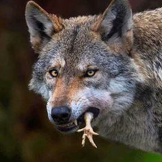 a wolf is holding something in its mouth