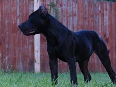 a large black dog standing on top of a lush green field next to a wooden fence