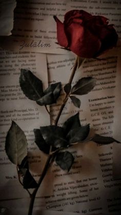 a single red rose sitting on top of an old book