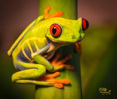 a red eyed tree frog sitting on top of a green plant