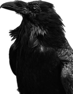 a black bird sitting on top of a tree branch in front of a white background