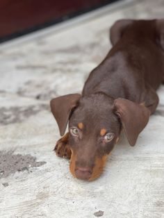 a brown and black dog laying on top of a cement floor next to a door