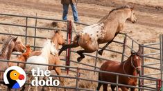 several horses are running around in their pen and one horse is jumping over the fence