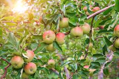 an apple tree filled with lots of ripe apples in the sun shining through the leaves