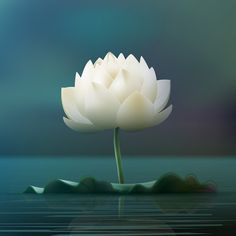 a large white flower sitting on top of a body of water