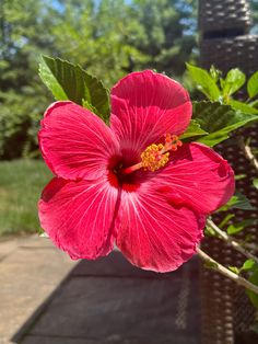 a large pink flower with green leaves on it