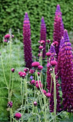 purple flowers are growing in the garden