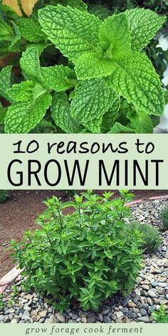 a garden with green plants and gravel in the foreground, text overlay reads 10 reasons to growmint