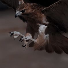 a large bird flying through the air with it's wings spread