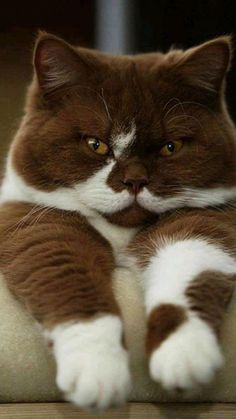 a brown and white cat laying on top of a wooden floor