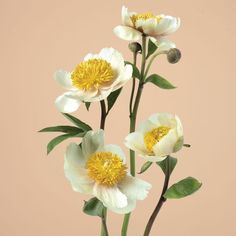 three white and yellow flowers in a vase on a pink background with green leaves around them