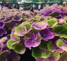 purple and green flowers are in a pot