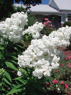 white flowers are blooming in front of a house