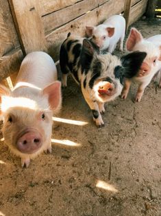 three pigs standing next to each other in the dirt