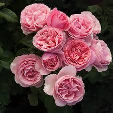 a bunch of pink roses that are blooming