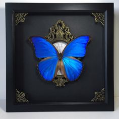 a blue butterfly in a black frame on a white surface with gold filigrees