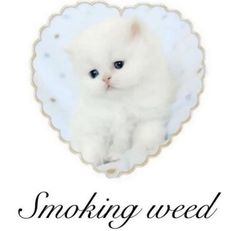 Puff And Pass, Oui Oui, Silly Cats, Silly Me, Coraline, Just Girly Things, Reaction Pics, So Me, Cat Pics