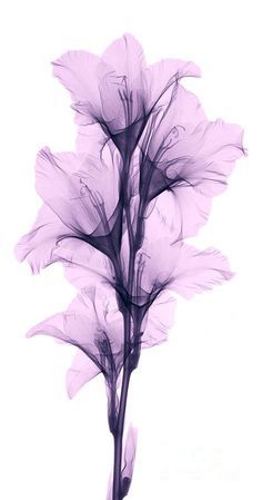 three purple flowers on a white background with watermarked image in the bottom right corner